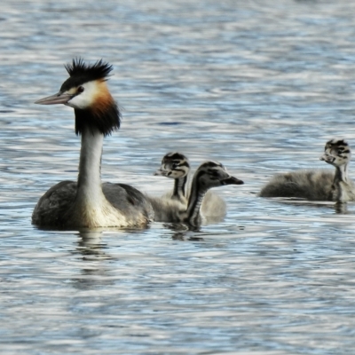 Podiceps cristatus (Great Crested Grebe) at Wonga Wetlands - 29 Mar 2023 by GlossyGal