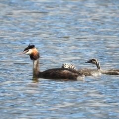 Podiceps cristatus at Splitters Creek, NSW - 29 Mar 2023