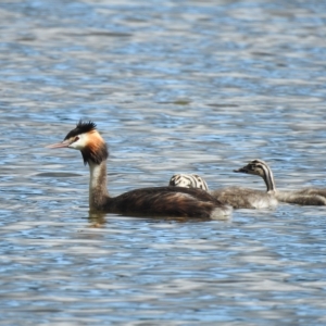 Podiceps cristatus at Splitters Creek, NSW - 29 Mar 2023