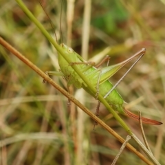 Conocephalomima barameda (False Meadow Katydid, Barameda) at Cotter River, ACT - 31 Mar 2023 by JohnBundock