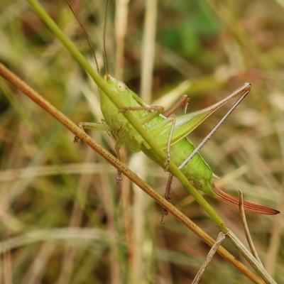 Conocephalomima barameda (False Meadow Katydid, Barameda) at Namadgi National Park - 30 Mar 2023 by JohnBundock