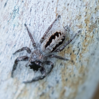 Sandalodes superbus (Ludicra Jumping Spider) at Harden, NSW - 27 Mar 2023 by AlisonMilton