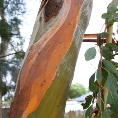 Eucalyptus sp. (A Gum Tree) at Higgins, ACT - 26 Mar 2023 by MichaelWenke