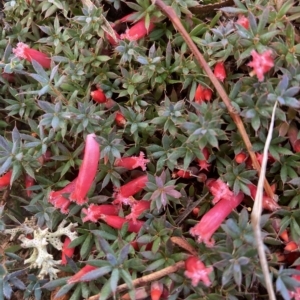 Astroloma humifusum (Cranberry Heath) at suppressed by KL