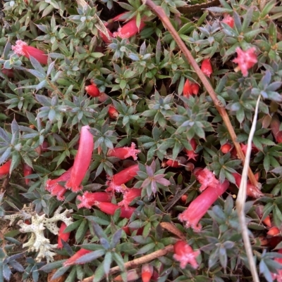 Astroloma humifusum (Cranberry Heath) at Fentons Creek, VIC - 29 Mar 2023 by KL