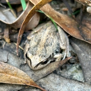 Litoria verreauxii verreauxii at Moruya, NSW - suppressed