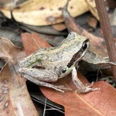 Litoria verreauxii verreauxii at Moruya, NSW - 6 Apr 2023