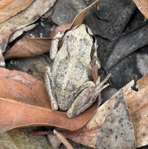 Litoria verreauxii verreauxii at Moruya, NSW - 6 Apr 2023