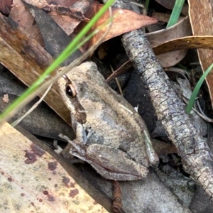 Litoria verreauxii verreauxii at Moruya, NSW - 6 Apr 2023