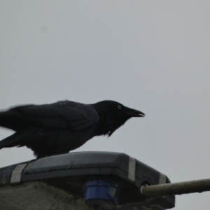 Corvus mellori at Meningie, SA - 27 Mar 2023 07:33 AM