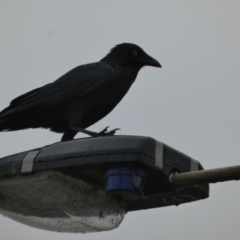 Corvus mellori at Meningie, SA - 27 Mar 2023