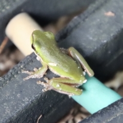 Litoria fallax (Eastern Dwarf Tree Frog) at Broulee Moruya Nature Observation Area - 6 Apr 2023 by LisaH