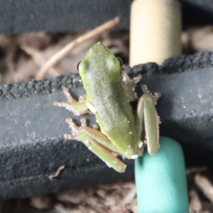 Litoria fallax at Moruya, NSW - 6 Apr 2023