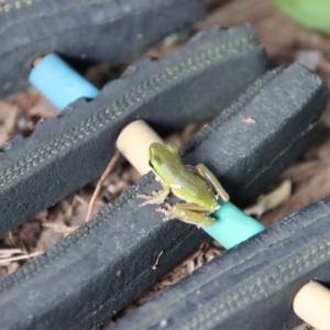 Litoria fallax at Moruya, NSW - 6 Apr 2023