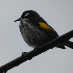 Phylidonyris novaehollandiae at Meningie, SA - 27 Mar 2023