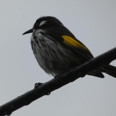 Phylidonyris novaehollandiae (New Holland Honeyeater) at Meningie, SA - 27 Mar 2023 by Paul4K