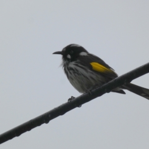 Phylidonyris novaehollandiae at Meningie, SA - 27 Mar 2023