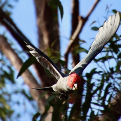 Callocephalon fimbriatum (Gang-gang Cockatoo) at Broulee Moruya Nature Observation Area - 6 Apr 2023 by LisaH
