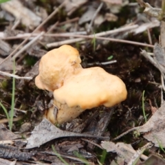 Unidentified Fungus at Broulee Moruya Nature Observation Area - 6 Apr 2023 by LisaH