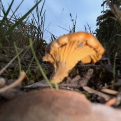 Cantharellus sp. at Moruya, NSW - suppressed