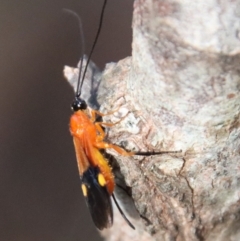 Unidentified Wasp (Hymenoptera, Apocrita) at Moruya, NSW - 6 Apr 2023 by LisaH