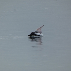 Pelecanus conspicillatus at Meningie, SA - 27 Mar 2023