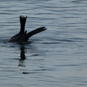 Arctocephalus pusillus doriferus at Coorong National Park - 27 Mar 2023