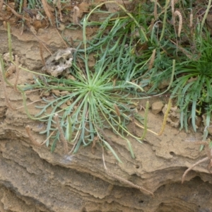 Plantago coronopus at Meningie, SA - 27 Mar 2023