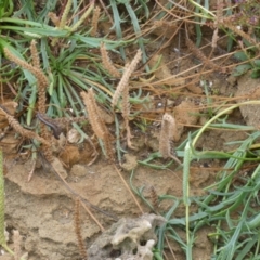 Plantago coronopus at Meningie, SA - 27 Mar 2023