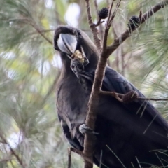 Calyptorhynchus lathami lathami (Glossy Black-Cockatoo) at Broulee Moruya Nature Observation Area - 6 Apr 2023 by LisaH