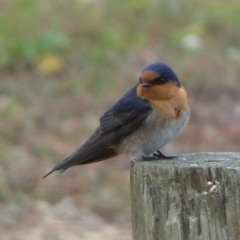 Hirundo neoxena (Welcome Swallow) at Coorong, SA - 27 Mar 2023 by Paul4K
