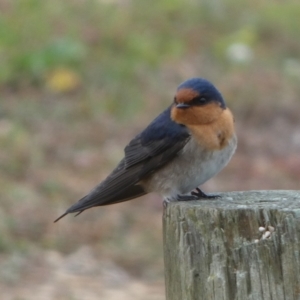 Hirundo neoxena at Coorong, SA - 27 Mar 2023