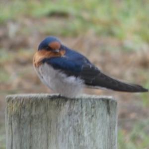 Hirundo neoxena at Coorong, SA - 27 Mar 2023