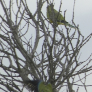 Neophema elegans at Coorong, SA - 27 Mar 2023