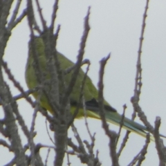 Neophema elegans at Coorong, SA - 27 Mar 2023