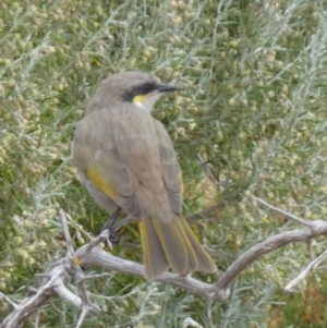 Gavicalis virescens at Meningie, SA - 27 Mar 2023