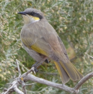 Gavicalis virescens at Meningie, SA - 27 Mar 2023