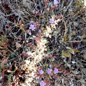 Limonium companyonis at Tilley Swamp, SA - 27 Mar 2023 03:04 PM