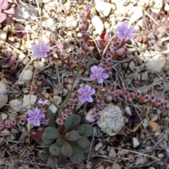 Limonium companyonis at Tilley Swamp, SA - 27 Mar 2023 03:04 PM