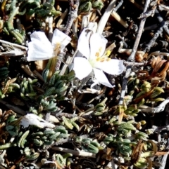 Unverified Other Wildflower or Herb at Tilley Swamp, SA - 27 Mar 2023 by Paul4K