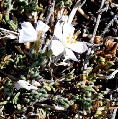 Unidentified Other Wildflower or Herb at Tilley Swamp, SA - 27 Mar 2023 by Paul4K