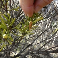 Amyema melaleucae (Tea-Tree Mistletoe) at Tilley Swamp, SA - 27 Mar 2023 by Paul4K