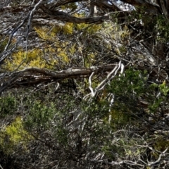 Amyema melaleucae at Tilley Swamp, SA - 27 Mar 2023