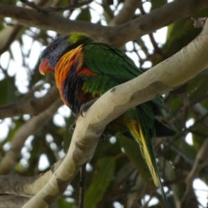 Trichoglossus moluccanus at Meningie, SA - 27 Mar 2023