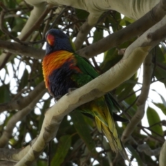 Trichoglossus moluccanus at Meningie, SA - 27 Mar 2023