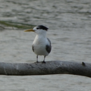 Thalasseus bergii at Meningie, SA - 27 Mar 2023 05:58 PM