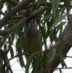 Anthochaera carunculata (Red Wattlebird) at Meningie, SA - 28 Mar 2023 by Paul4K