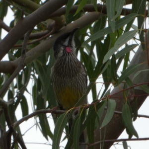 Anthochaera carunculata at Meningie, SA - 28 Mar 2023