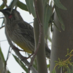 Anthochaera carunculata at Meningie, SA - 28 Mar 2023