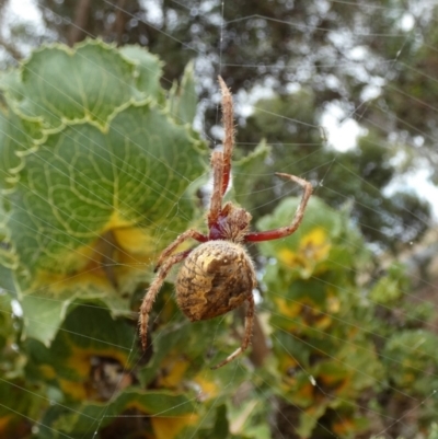 Unidentified Orb-weaving spider (several families) at Wellington East, SA - 27 Mar 2023 by Paul4K